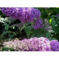 Buddleja'Reve de Papillon Pink' 