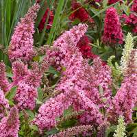Buddleja davidii'Butterfly Candy Little Bubblegum' 
