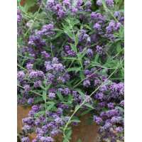 Buddleja alternifolia'Unique' 