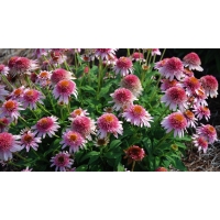 Echinacea purpurea'Butterfly Kisses'