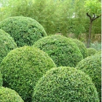 Buxus sempervirens bolvorm 