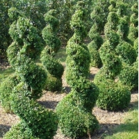 Buxus sempervirens spiraal 