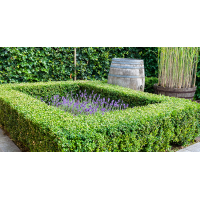 Buxus sempervirens 
