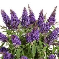 Buddleja davidii'Butterfly Candy Little Magenta'