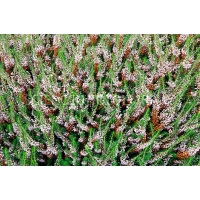 Erica vagans'Lyonesse' 