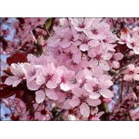 Prunus virginiana'Shubert' 