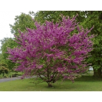 Cercis siliquastrum 