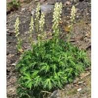 Aconitum vulparia