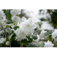 Philadelphus'Minnesota Snowflake' 