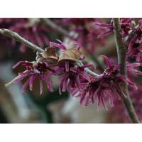 Hamamelis vernalis'Amethyst' 