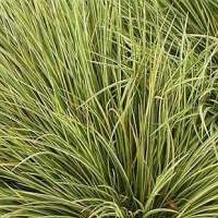Acorus gramineus'Argentiostriatus'