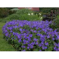 Geranium magnificum'Anemoneflorum'