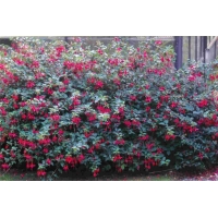 Fuchsia'Mrs.Popple' 
