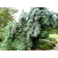 Pinus monticola'Pendula' 
