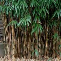 Pseudosasa japonica-Bamboe 