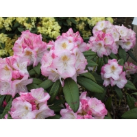 Rhododendron'Brigitte' 