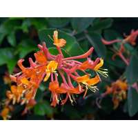 Lonicera brownii'Dropmore Scarlet' 