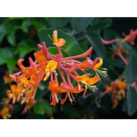 Lonicera brownii'Dropmore Scarlet' 