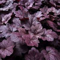 Heuchera'Grape Soda'