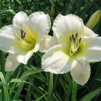 Hemerocallis'Arctic Snow'