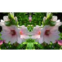 Lavatera'Blushing Bride'