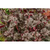 Heuchera'Dark Secret'