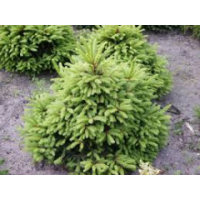 Picea abies'Ohlendorfii' 