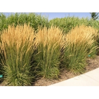 Calamagrostis acutiflora'Karl Foerster'