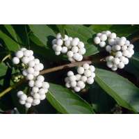 Callicarpa japonica'Leucocarpa' 