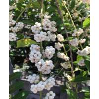 Callicarpa bodinieri'Magica Snowqueen' 