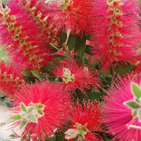 Callistemon lasvis 