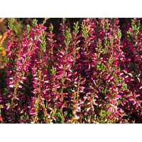 Calluna vulgaris'Athene' 