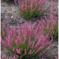 Calluna vulgaris'Lilli' 