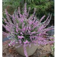 Calluna vulgaris'Hilda' 