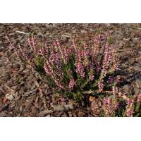 Calluna vulgaris'Gina' 