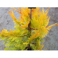Calocedrus decurrens'Berrima Gold' 