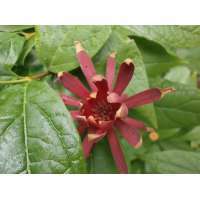 Calycanthus floridus 