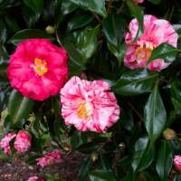 Camellia japonica'Tricolor' 