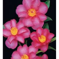 Camellia sasanqua'Hiryu' 