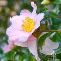 Camellia sasanqua'Cleopatra 