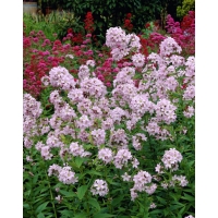 Campanula lactiflora'Loddon Anna'