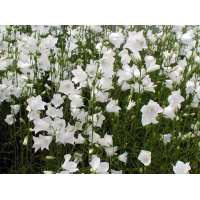 Campanula persicifolia'Alba'