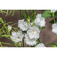 Campanula persicifolia'La bonne Amie'