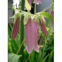 Campanula punctata'Rubra'