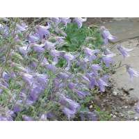 Campanula sarmatica