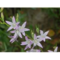 Campanula rapunculoides