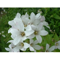 Campanula lactiflora'White Pouffe'