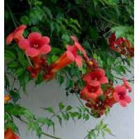 Campsis radicans'Flamengo' 