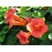 Campsis radicans 