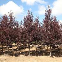 Prunus virginiana'Canada Red' 